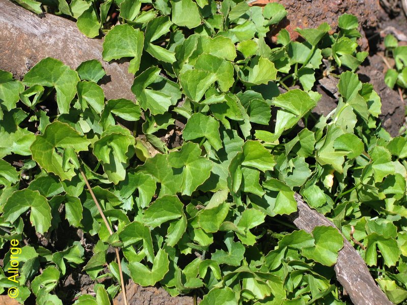 Apiaceae, Centella asiatica